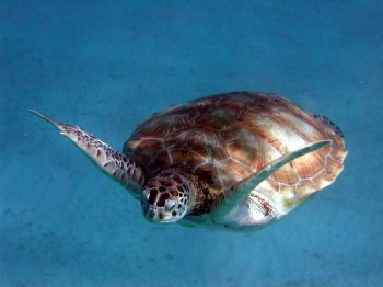 Taken using 3.3 pixel Olympus C-3000 in Barbados, Februar... by Dave Nykoliw 