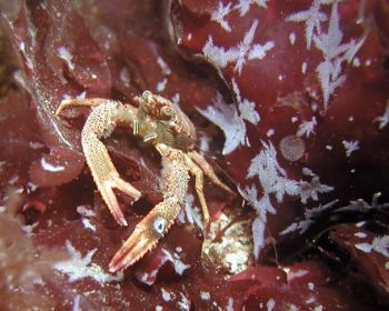 SQUAT LOBSTER ON A NIGHT DIVE FOWEY, CORNWALL, ENGLAND by Kevin Hunkin 