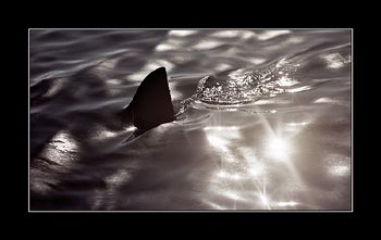 Beware...it's out there!  Dyer Island, South Africs by Johannes Felten 