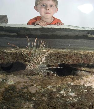 The Boy and The  Lion. My son James looks down at a lionf... by Richard Harris 