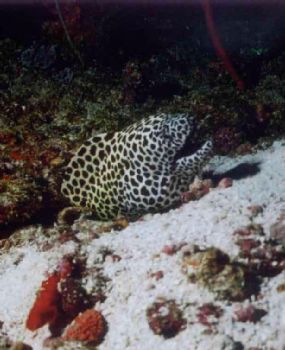 Murène Léopard / Maldives by Philippe Brunner 