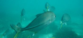 picture taken snorkelling on ningaloo reef with sony cybe... by Adam Horner 