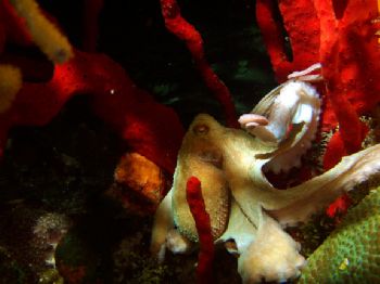 Octopus on a night dive in Cozumel, Mexico.  Picture was ... by Alan Werner 