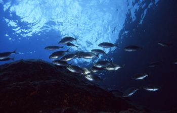 Shoal of Sarpa salpa, shot in Santa Maria, Azores, using ... by Joao Pedro Tojal Loia Soares Silva 