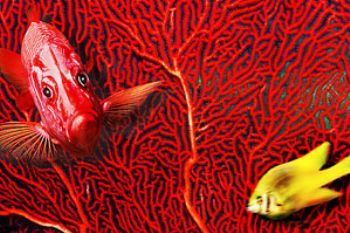 thailand/phuket - COMPOSING - photoshop - squirrelfish - ... by Manfred Bail 