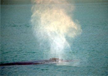 This humpback whale came blowing by when I was in Juneau,... by Robyn Churchill 