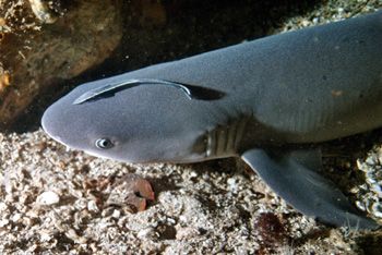 Petit requin pointe blanche et son remora / Philippines by Philippe Brunner 