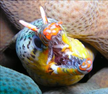 Claudia Lutrop by Dragon Moray Eel, Christmas Island (Indian Ocean) Nov 03 