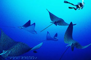 micronesia-yap-eaglerays-composing-nikRS-photoshop by Manfred Bail 