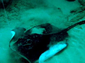Ray caught on a lure - Creche Reef - Ponto do Oura - Moca... by Lindsey Smith 