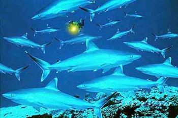 kavieng-new britain-some silvertips-COMPOSING photoshop-N... by Manfred Bail 