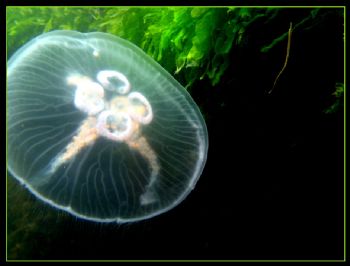 this photo was taken while i was snorkelig and trying to ... by Henrik Schäfer 