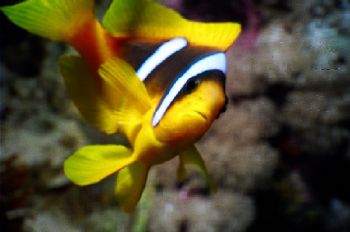 Motormarine-IIEX 3:1 macro lens, Egypt, Red Sea.  by Alastair Mcgregor 