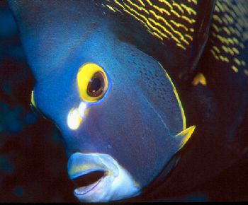 Angel face.  Taken in Grand Cayman. by Beverly J. Speed 