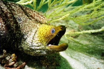 Motormarine - IIEX,  3:1 macro lens,  The moray was lying... by Alastair Mcgregor 