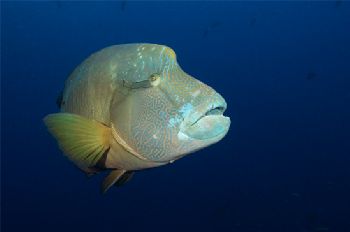 Nap. Wrasse , Yongala Wreck, Australia 15mm lens by Andy Lerner 