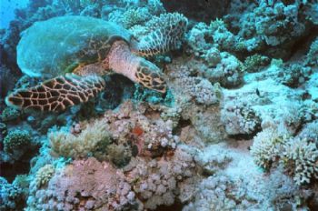 MotormarineIIEX, 20mm WA.  This turtle was oblivious to a... by Alastair Mcgregor 