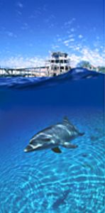 bottlenose dolphin- red sea using aqatica 90 with 20mm.  ... by shmulik blum 