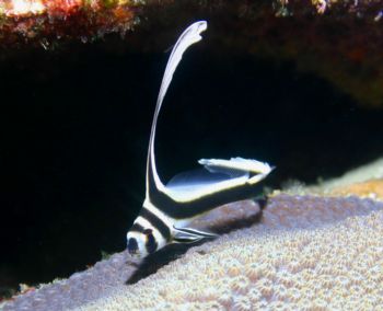 Spotted Drum Juvenile. Roatan, HN by Jon Kreider 