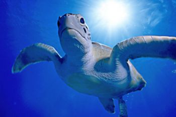 A beautiful moment in shallow water in Barbados.  I used ... by Kathy Damgaard 
