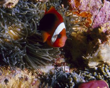 Anemone Fish on Kensho Maru, Truk Lagoon. by Eric Bancroft 