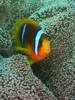 Clown fish in Marsa Alam. Taken with Olympus E-20 in Tita... by Istvan Juhasz 