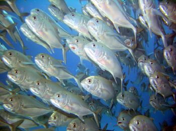 Back to School!   Lady Elliot Island, Sony Cybershot with... by Ewan Chesser 