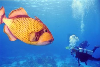 Red Sea,Nikonos V, 35 mm with 16 mm WU screw-on lens, YS-... by Nicolai Sosnowski 