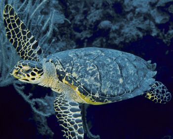 Hawksbill in Bloody Bay at Little Cayman by Eric Bancroft 