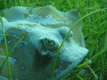 Blue spotted stingray, taken when free diving at Bamburi ... by Oskar Henriksson 