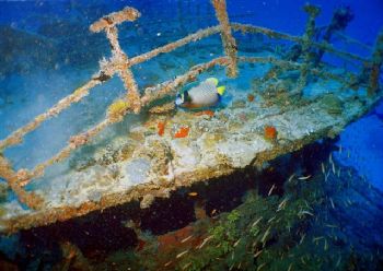 ANGEL ON A WRECK Maldives, Nikonos V, Nikkor 35 mm with a... by Nicolai Sosnowski 