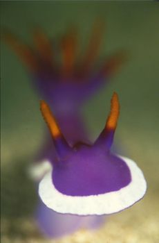 Hypsedoris Bullocki Portrait . This subject is my favouri... by Roger Munns 