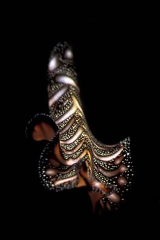 Dancing by - taken with MMIII macro. Off the shipwreck at... by John Akar 