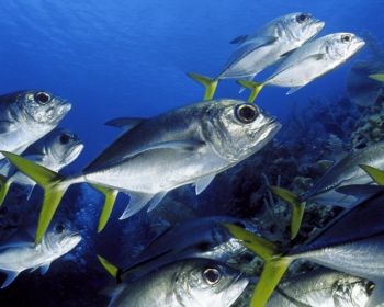 Horse-eye Jacks in the Cayman Islands by Eric Bancroft 
