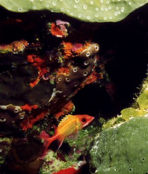 Diving off West Caicos among the cactus sponge the Longsp... by Jerry Hamberg 