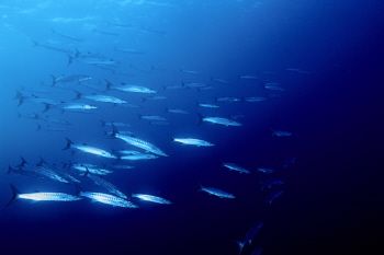 Schooling Barracuda in Truk Lagoon by Eric Bancroft 