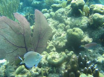 I was snorkling in the Cayman Islands, took this in natur... by Ronald R. Marshall 