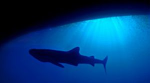 red sea eilat- this whale shark was swiming under about. ... by shmulik blum 
