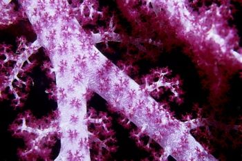 Soft Coral by Eric Bncroft 