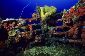 Life on the railing of the Aikoku Maru, Truk Lagoon by Eric Bancroft 