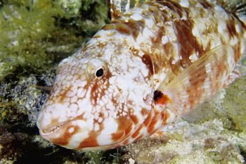 Parrot Fish in The Cayman Islands by Eric Bancroft 