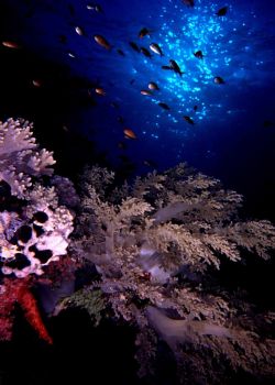 Look up - MMIIEX Elphinstone. Early morning dive gave me ... by John Akar 