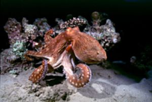 red sea eilat-nikonos with 15mm lens. by shmulik blum 