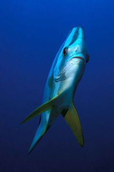 Pisa. MMIII Derawan. The bat fish at a cleaning station w... by John Akar 