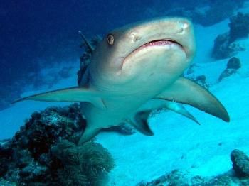 Close Encounter!   Still half asleep Mr WhiteTip headed s... by Karen Willshaw 