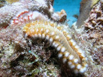 fireworm from bonaire by Brocken Rudi 