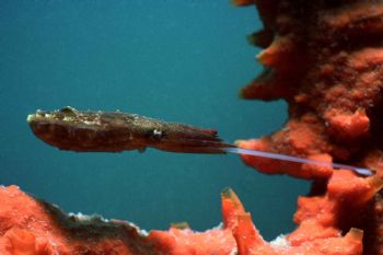Yum yum. Baby Cuttle. Derewan. MMIII. This baby cuttle wa... by John Akar 