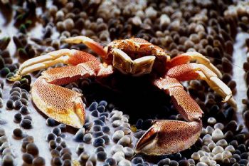 Sentinel. Porcelain Crab. Derewan. MMIII. Was taking shot... by John Akar 