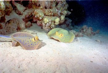 Good morning Mr Ray    Red Sea Nikonos V WA 16 mm by Nicolai Sosnowski 
