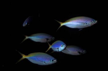 Pastels/ Derewan MMIII. Last shot on a dusk dive. Don't k... by John Akar 